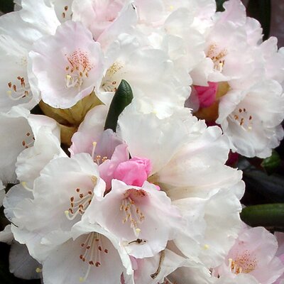 Rhododendron yakushimanum 'Koichiro Wada' - Public image here under fair use