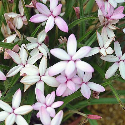 Rhodohypoxis 'Midori' - Public Domain Image