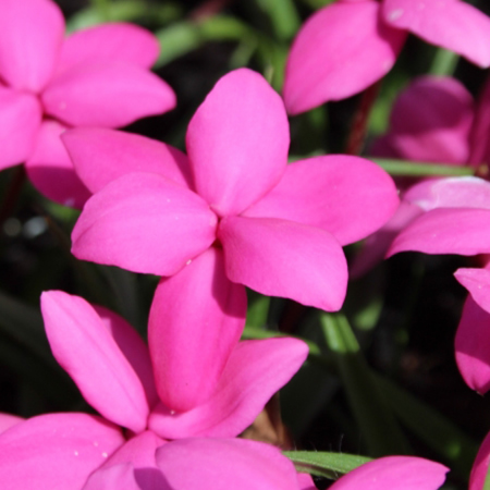 Rhodohypoxis 'Claudia' - Public Domain Image