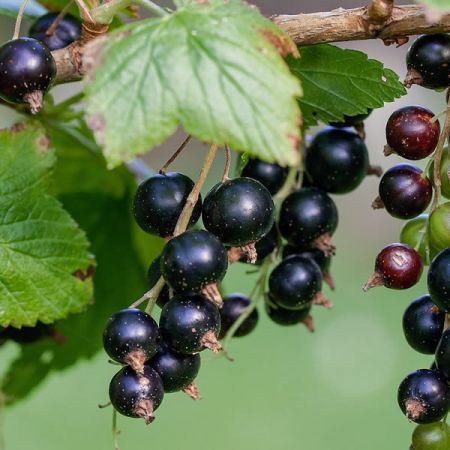 Ribes Ben Cannon - Image by Pezibear from Pixabay  