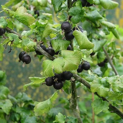 Ribes 'Jostaberry' - Photo by Oknarf2004 (CC bY-SA 4.0)
