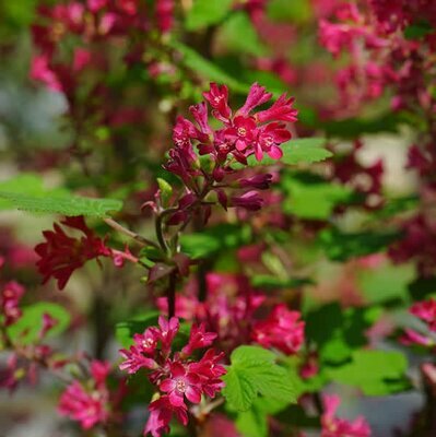 Ribes 'King Edward VII' - Public domain image