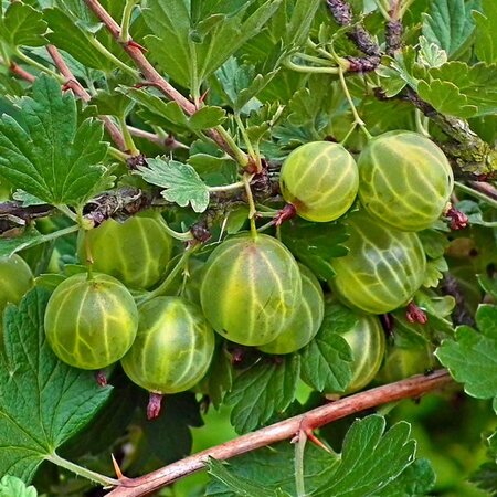 Gooseberry / Ribes 'Lady Sun' - Image by Teodor Buhl from Pixabay 