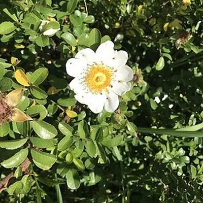 Rosa bracteata (Macartney Rose) (3L pot)