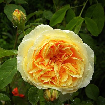 Rosa "Charles Darwin" - Image by Schmucki from Pixabay