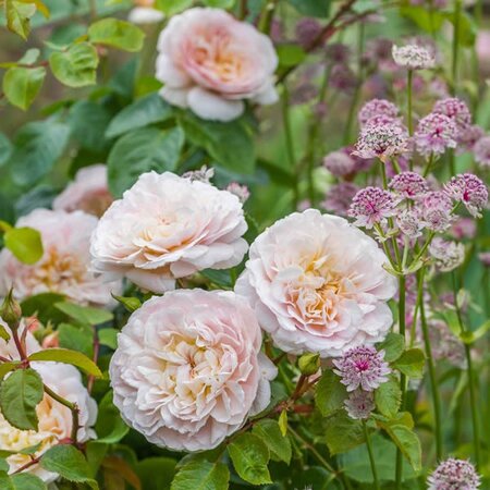 Rosa “Emily Bronte” ® - Image courtesy of David Austin Roses