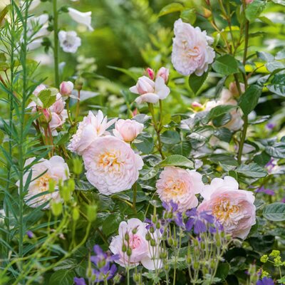 Rosa “Emily Bronte” ® - Image courtesy of David Austin Roses