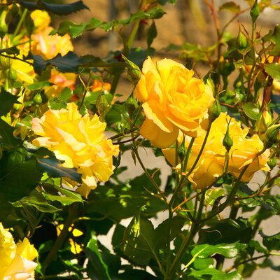 Rosa 'Flower Carpet Gold'