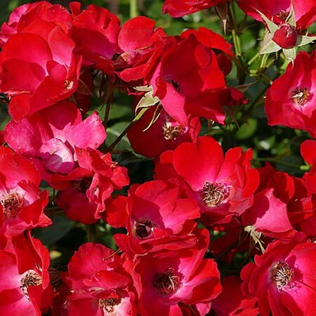 Rosa flower carpet red - Photo by Geolina163 (CC BY-SA 4.0)