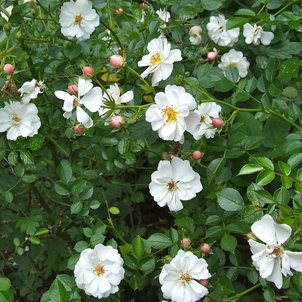 Rosa Flower Carpet White (3.5L) - Ardcarne Garden Centre | Roscommon ...