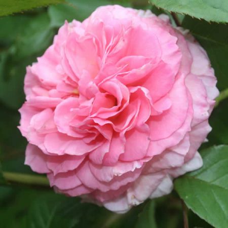 Rosa "James Galway" ® - Image courtesy of pxfuel