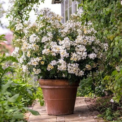 Rosa 'Kew Gardens' - Image courtesy of David Austin
