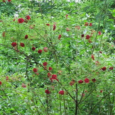 Rosa moyesii 'Geranium' (3L pot)