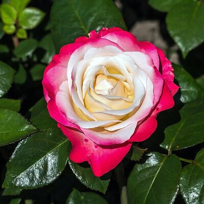 Rosa “Nostalgie” - Photo by Dominicus Johannes Bergsma (CC BY-SA 4.0)