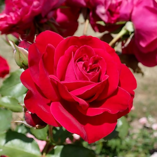 Rosa 'Rouge Meilove' (12L pot) - Ardcarne Garden Centre | Roscommon & Boyle