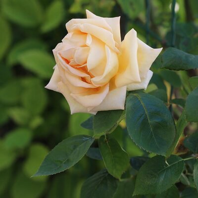 Rosa 'Special Day' - Image by PurpleOwl from Pixabay