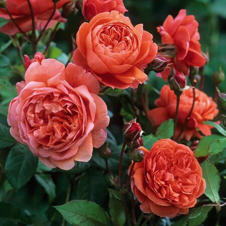 Rosa 'Summer Song' - Image courtesy of David Austin Roses