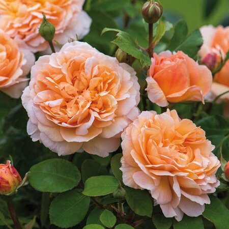 Rosa 'The Lady Gardener ™' - Image courtesy of David Austin Roses