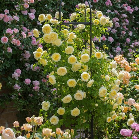 Rosa “The Pilgrim” ® - Image courtesy of David Austin Roses