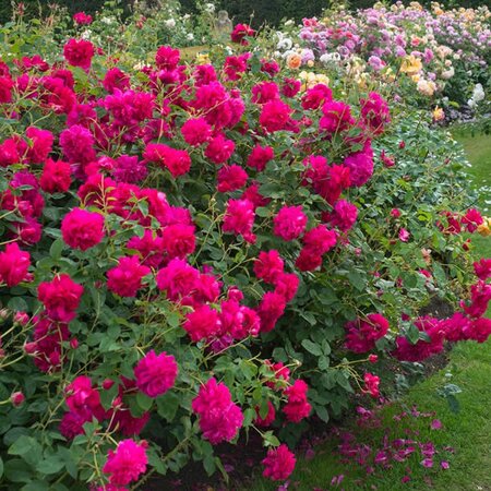 Rosa 'Thomas A. Beckett' ® - Ardcarne Garden Centre | Roscommon & Boyle