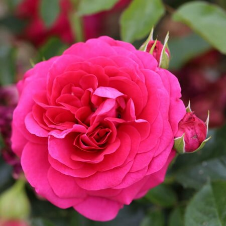 Rosa 'Truly Loved' - Public domain image under fair use