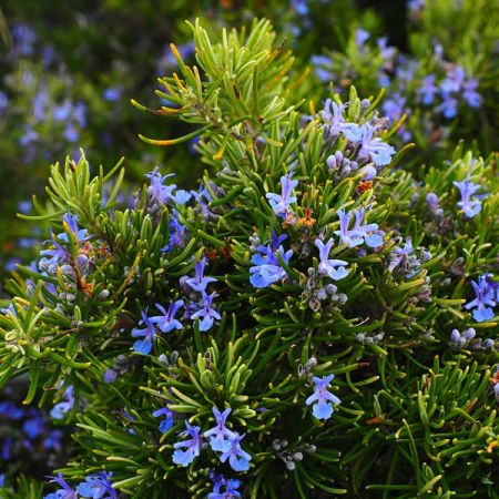 Rosemary officinalis - Image by Hans Braxmeier from Pixabay 