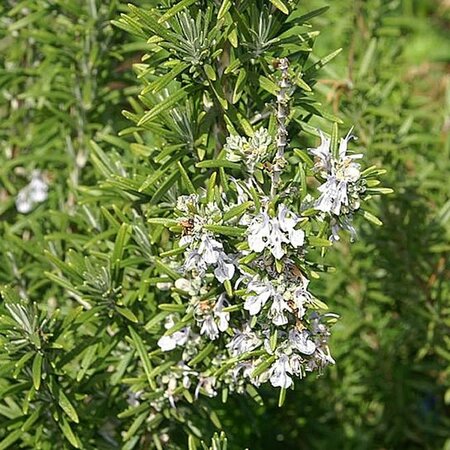 Rosmarinus 'Miss Jessop Upright' - Photo by David J. Stang (CC BY-SA 4.0)