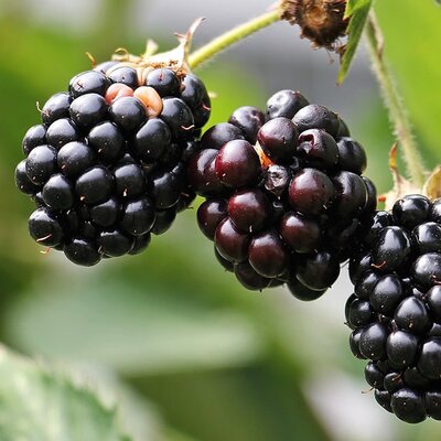 Rubus 'Black Satin' - Image by NoName_13 from Pixabay 