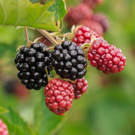 Blackberry / Rubus 'Navaho Big & Early' - Image by ?Christel? from Pixabay 