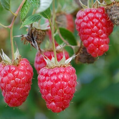 Rasberry / Rubus Primeberry 'Autumn Chef' - Image by brumarotta from Pixabay 