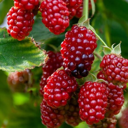 Rasberry / Rubus 'Summer Chef'  - Image by wal_172619 from Pixabay 