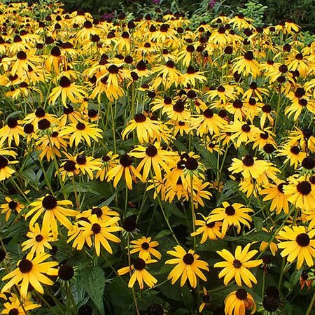 Rudbeckia 'Goldsturm' - Photo by Krzysztof Ziarnek, Kenraiz (CC BY-SA 2.0)