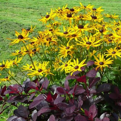 Rudbeckia Goldstrum - Photo by Richard (AGC)