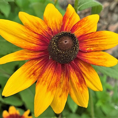 Rudbeckia Sunbeckia 'Luna' - Image by Maria from Pixabay