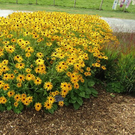 Rudbeckia 'Deamii' - Photo by Leonora (Ellie) Enking (CC BY-SA 2.0)