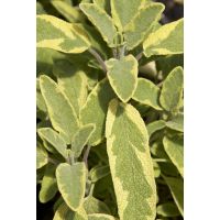 Sage golden  (9cm pot)