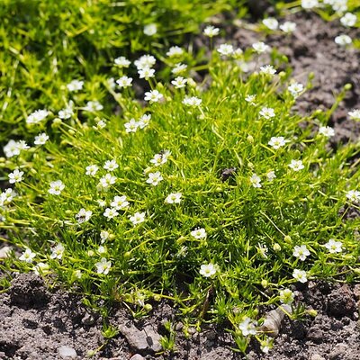 Sagina subulata Aurea - Photo by Agnieszka Kwiecień, Nova (CC BY-SA 4.0)