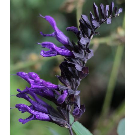 Salvia “Amistad” - Image by Sonja Kalee from Pixabay 