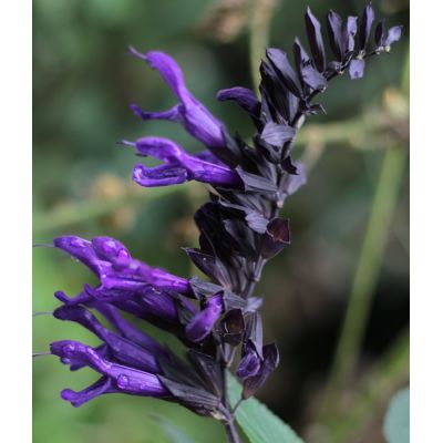 Salvia “Amistad” - Image by Sonja Kalee from Pixabay 