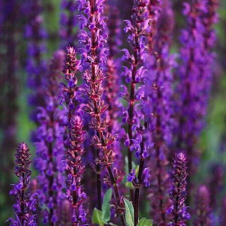 Salvia Nem. Caradonna - Image by Manfred Richter from Pixabay 