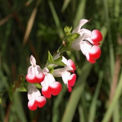 Salvia 'Hot Lips' - Photo by Derek Harper (CC BY-SA 2.0)