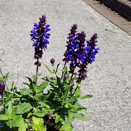 Salvia 'Dark Blue Marvel' - Image courtesy of Tully Nurseries