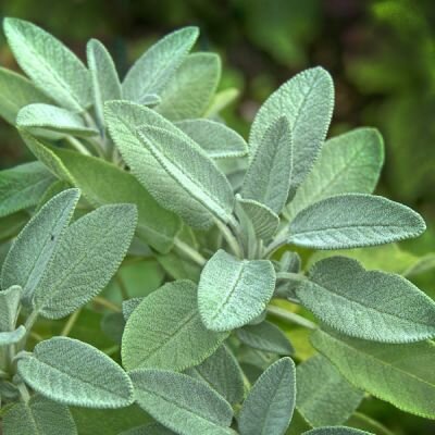 Salvia Officinalis / Sage - Image by Wolfgang Eckert from Pixabay 