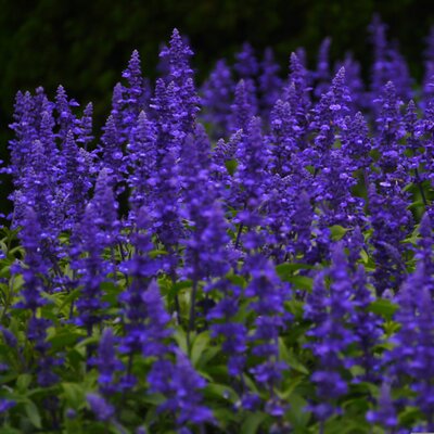 Salvia x sup. 'Menkar Dark Blue' - Image by マサコ アーント from Pixabay