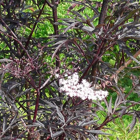 Sambucus 'Black Lace' - Photo by RY (Ardcarne)