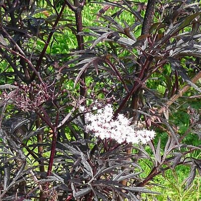 Sambucus 'Black Lace' - Photo by RY (Ardcarne)