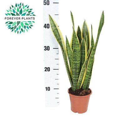 Sansevieria 'Laurentii'³ (12cm pot)