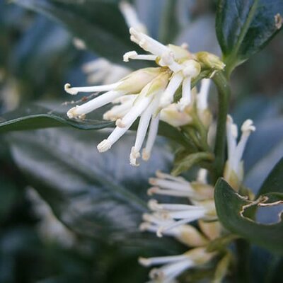 Sarcococca 'Confusa' (3L pot)