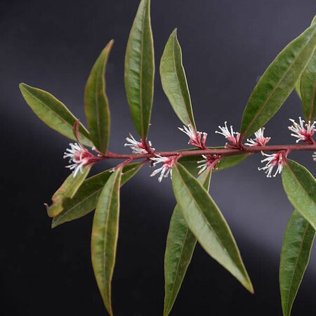 Sarcococca 'Purple Stem' - Photo by Wouter Hagens (GFDL)