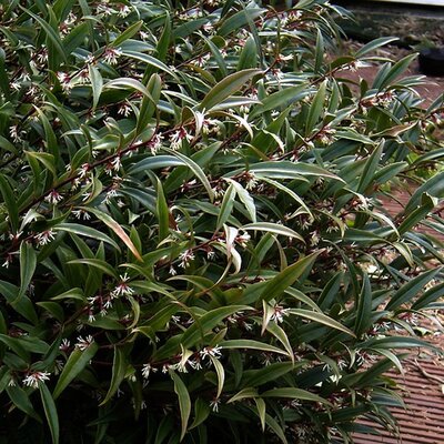 'Sarcococca Hookeranum 'Digyna'' - Photo by peganum (CC BY-SA 2.0)